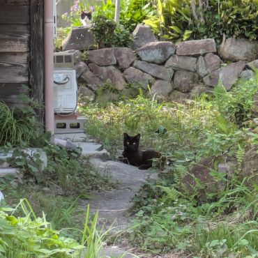 地域の一員だにゃん