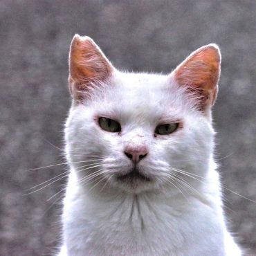 我が名はニャンだ！
