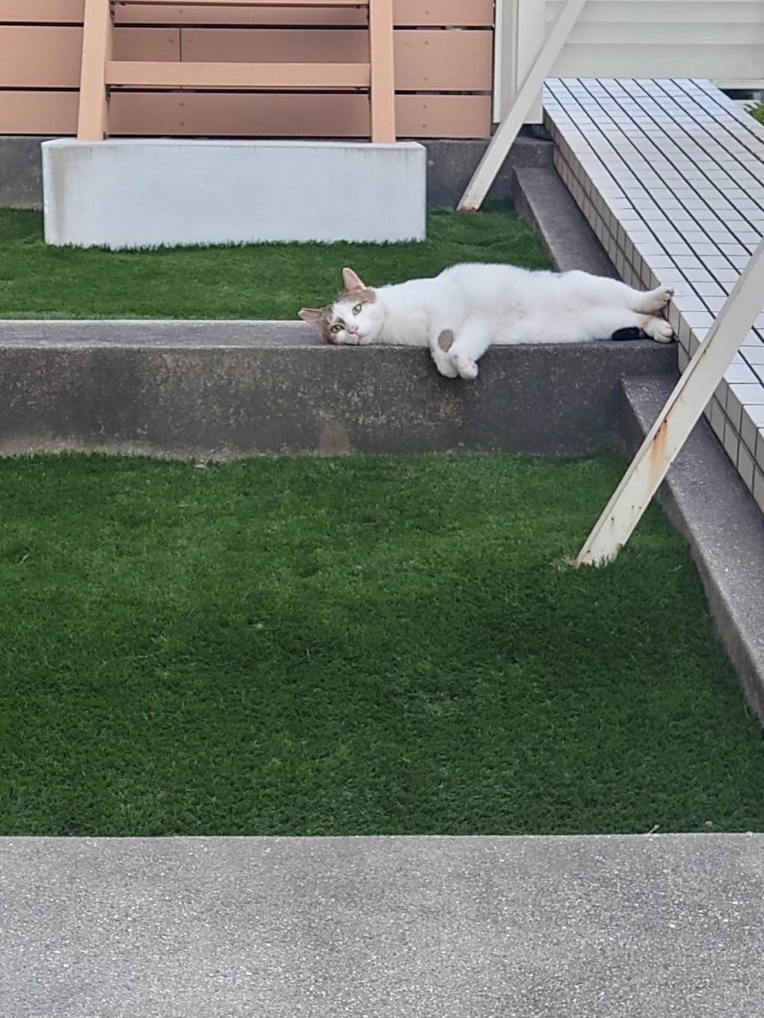 雨にゃんてへっちゃら