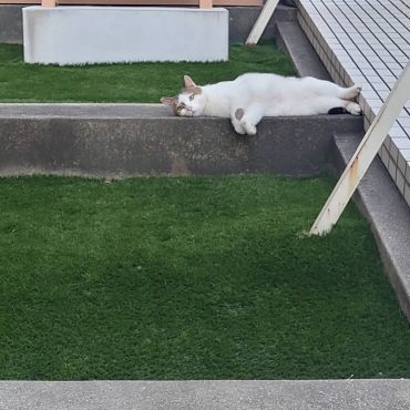 雨にゃんてへっちゃら