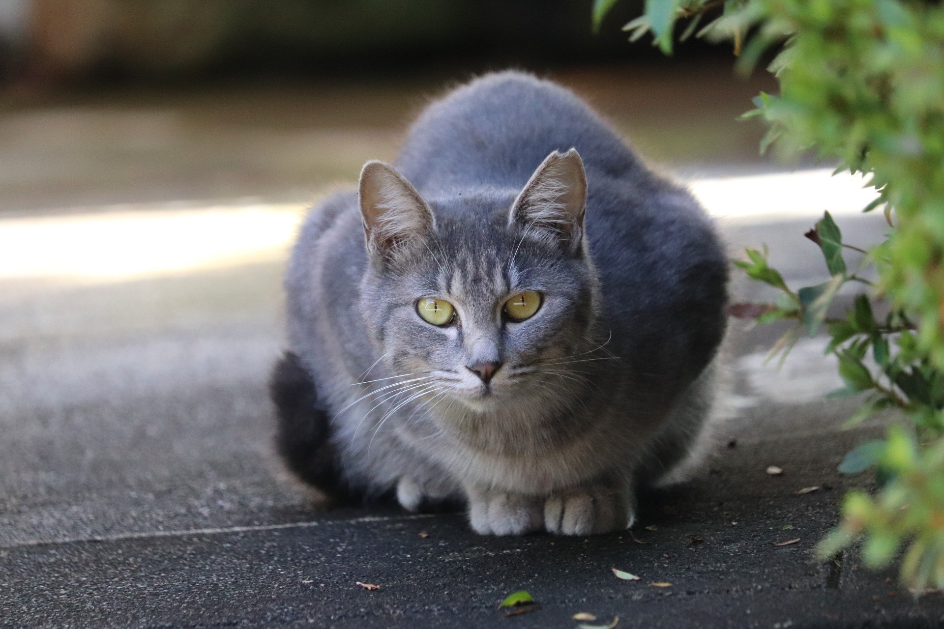 警戒するけど外で自由猫