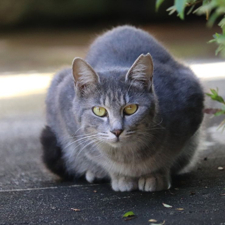 警戒するけど外で自由猫