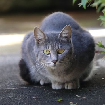 警戒するけど外で自由猫