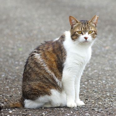 おだやかなメヂカラ。