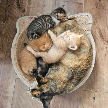 盛り猫