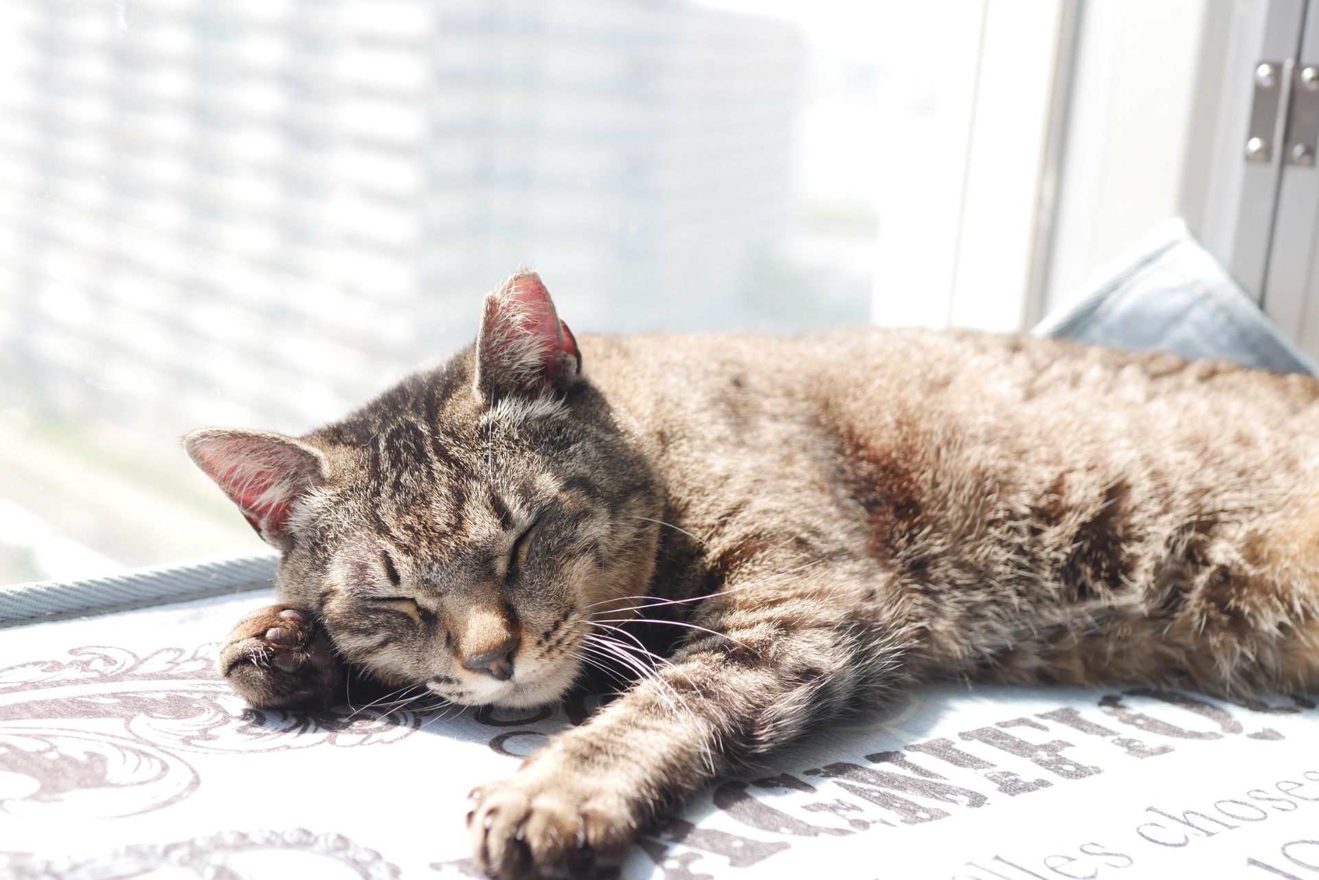 穏やかなお昼寝…ｚｚｚ