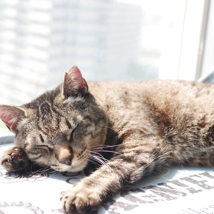 穏やかなお昼寝…zzz