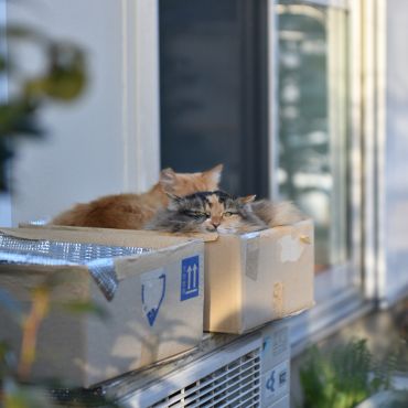 いつも一緒