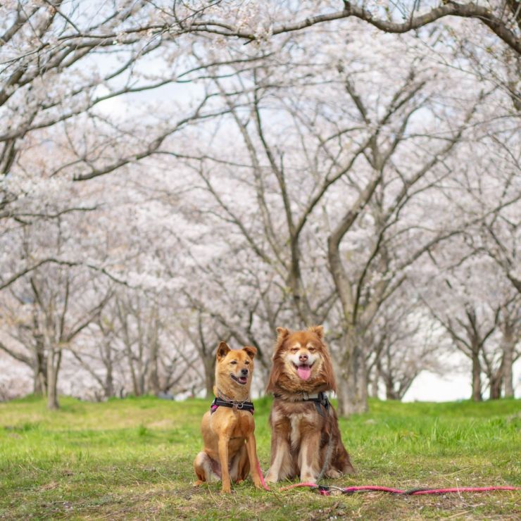 桜とあずきとだいず。