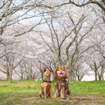 桜とあずきとだいず。