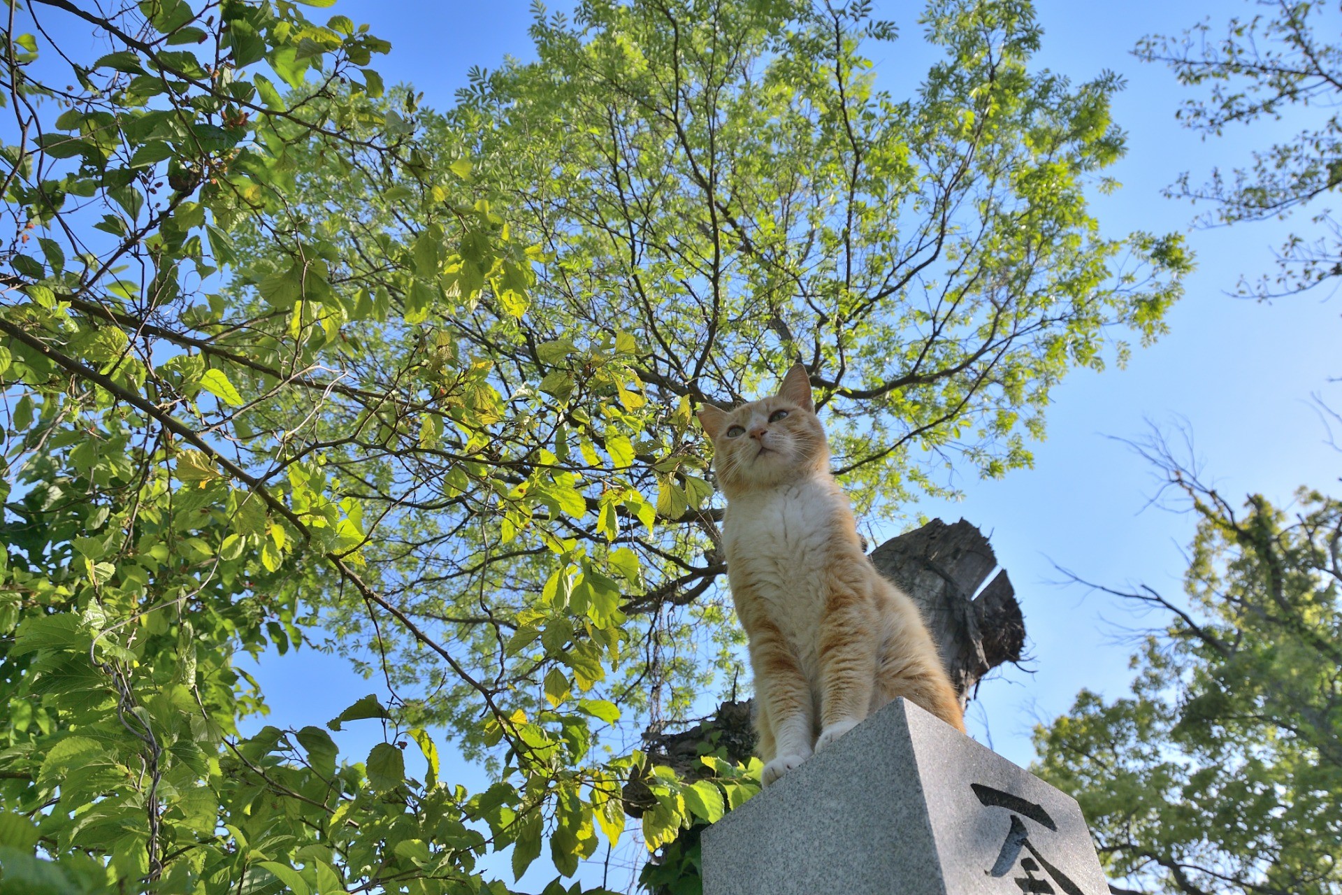 桜も猫もすくすくと
