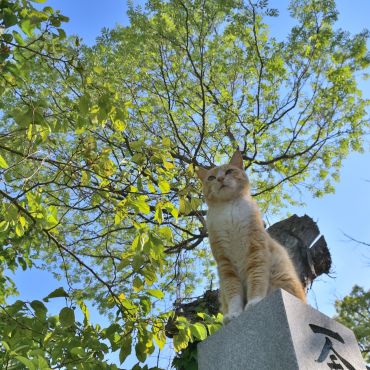 桜も猫もすくすくと