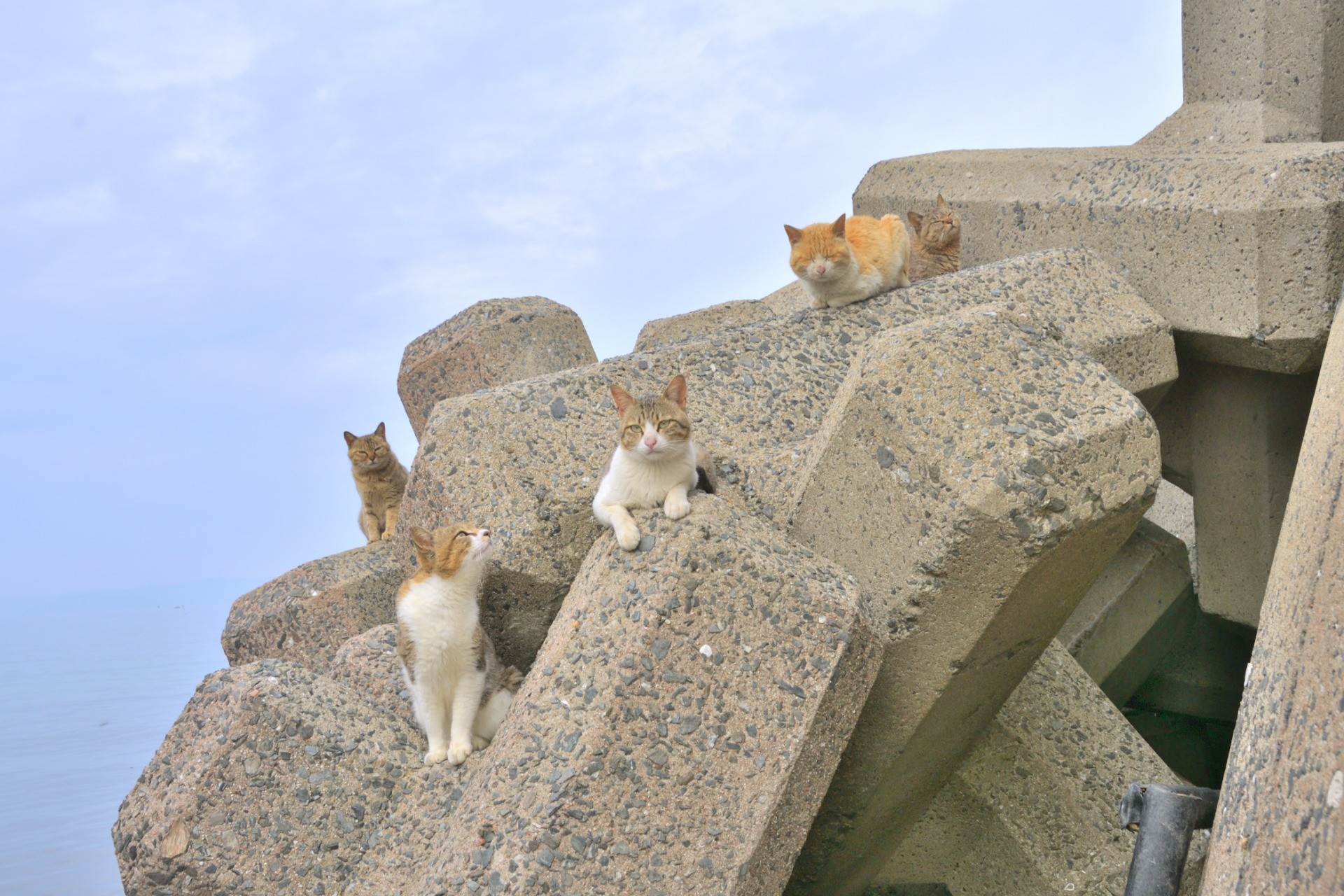 さくらねこになったら会いに来て