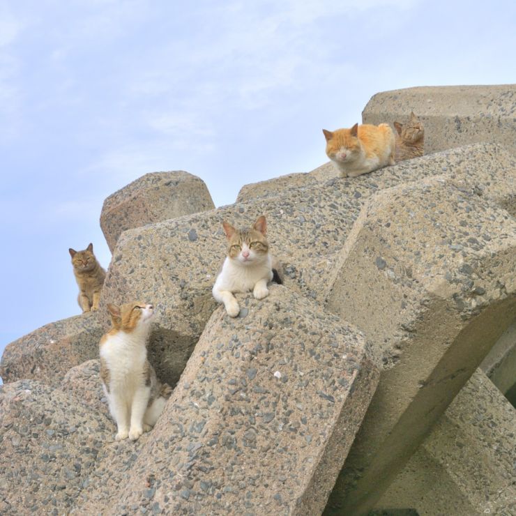 さくらねこになったら会いに来て