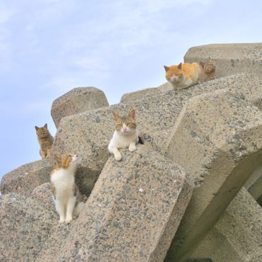 さくらねこになったら会いに来て