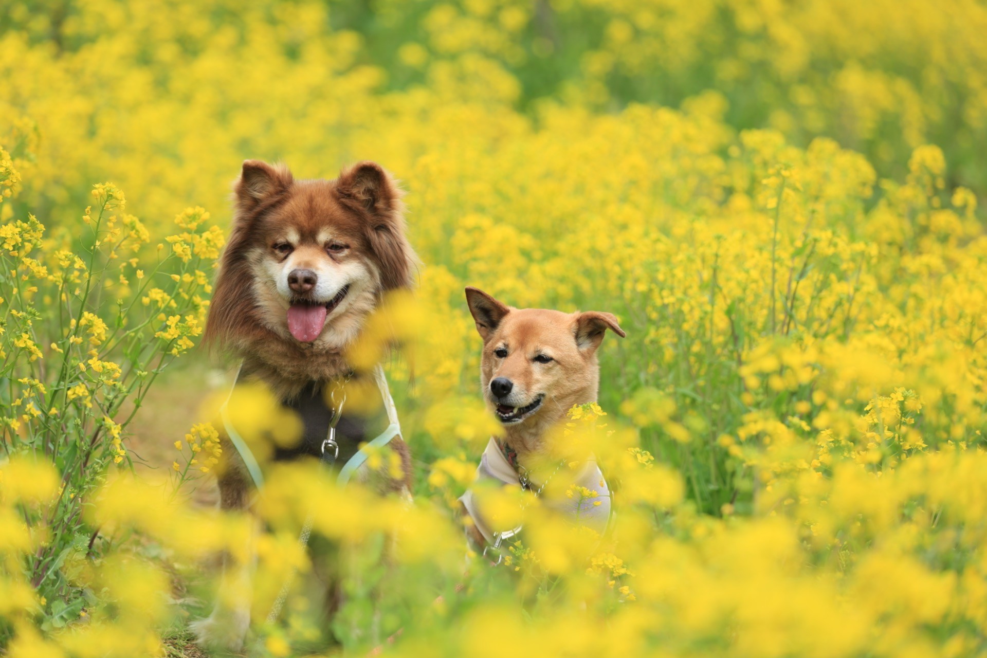 菜の花とあずきとだいず。