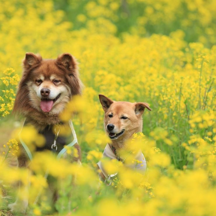 菜の花とあずきとだいず。