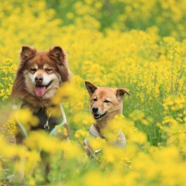 菜の花とあずきとだいず。