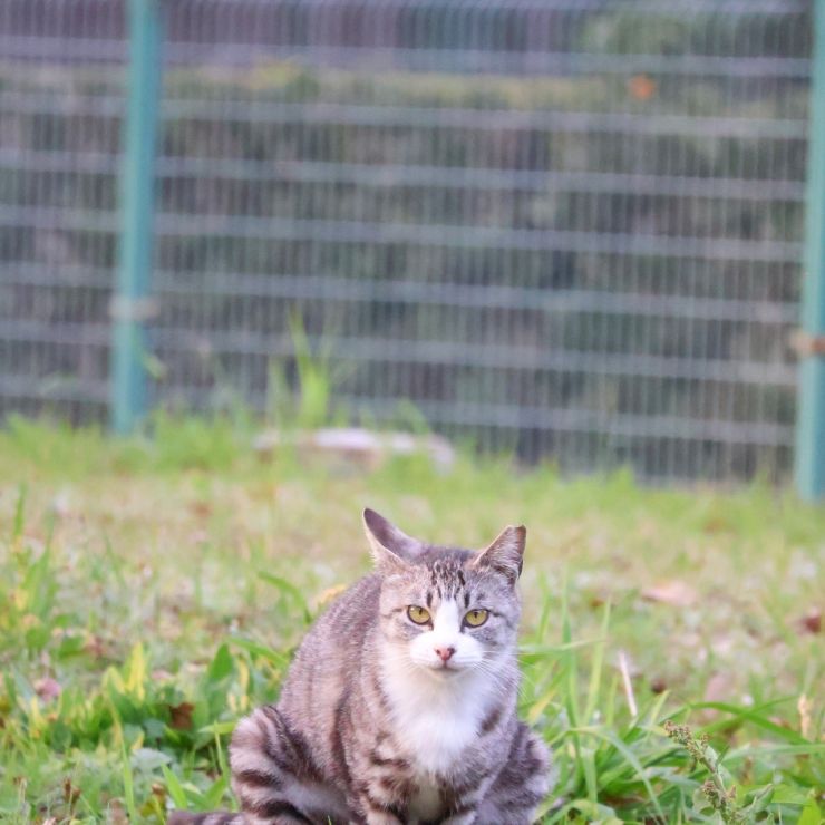 お散歩のお供さん