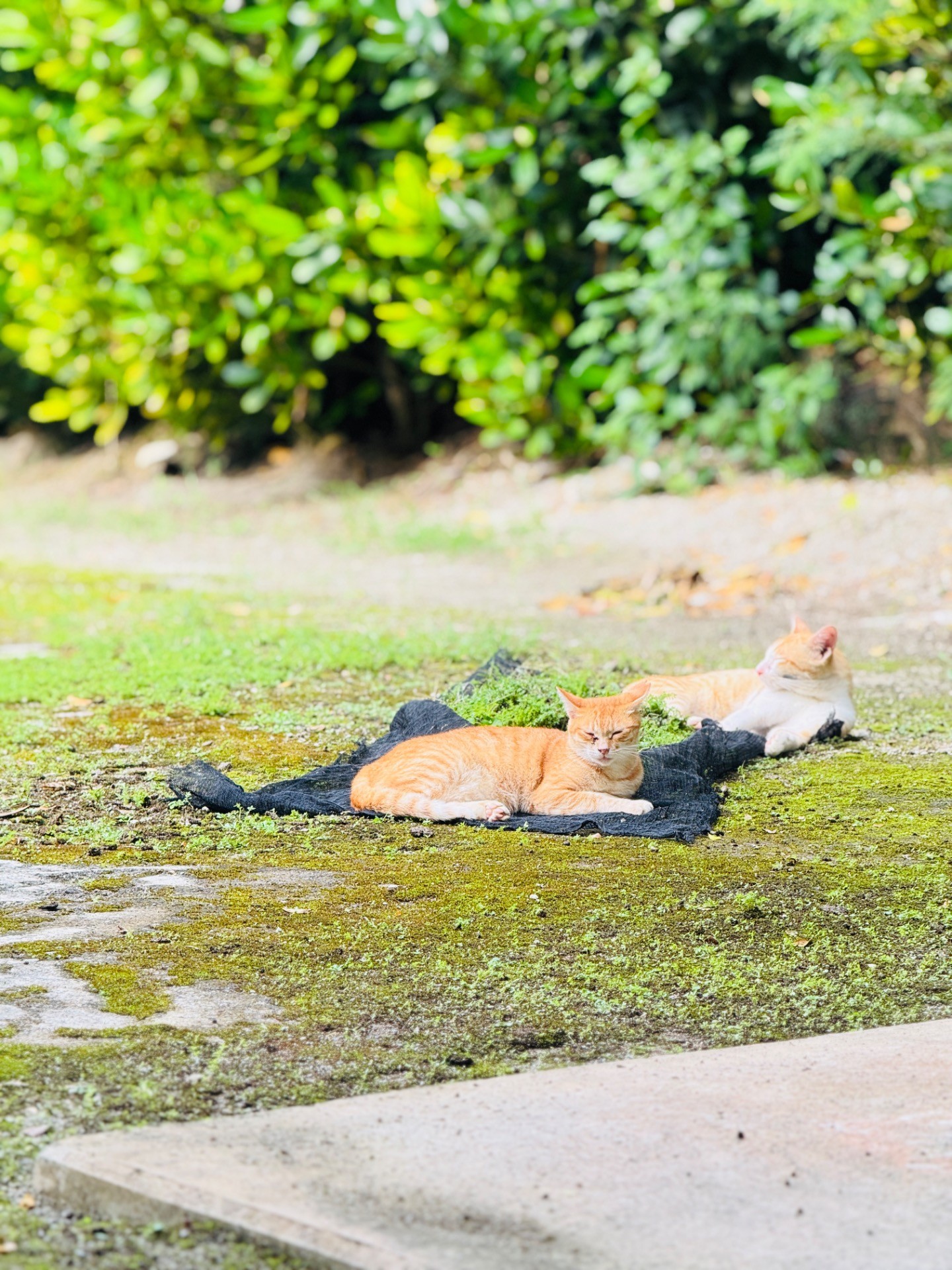 ポカポカお昼寝