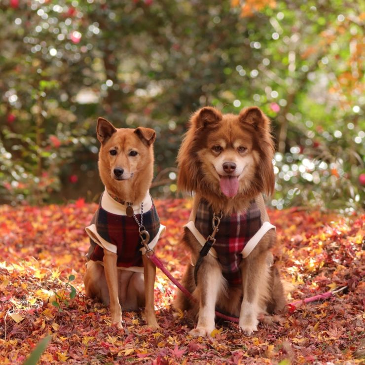 紅葉とあずきとだいず。