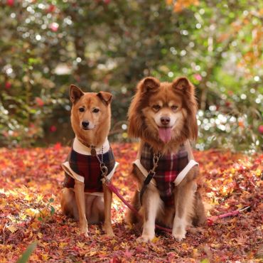 紅葉とあずきとだいず。