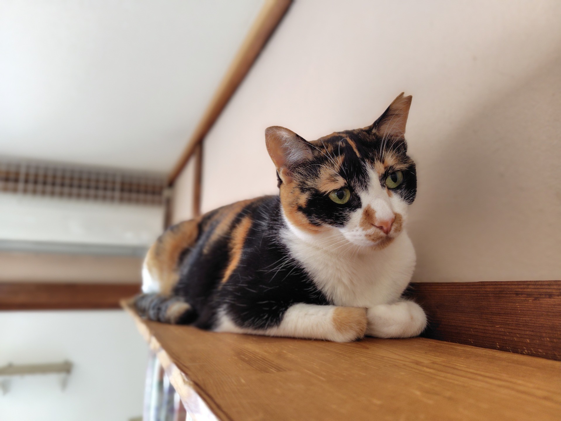 写真はイヤにゃ