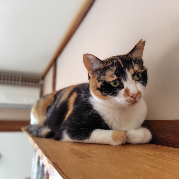 写真はイヤにゃ