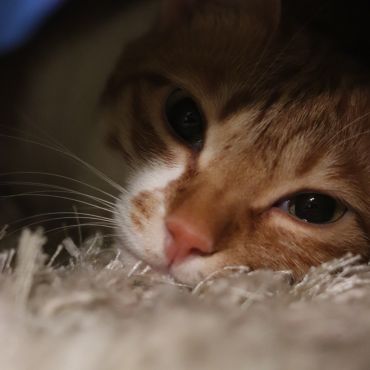 初夢をあなたと