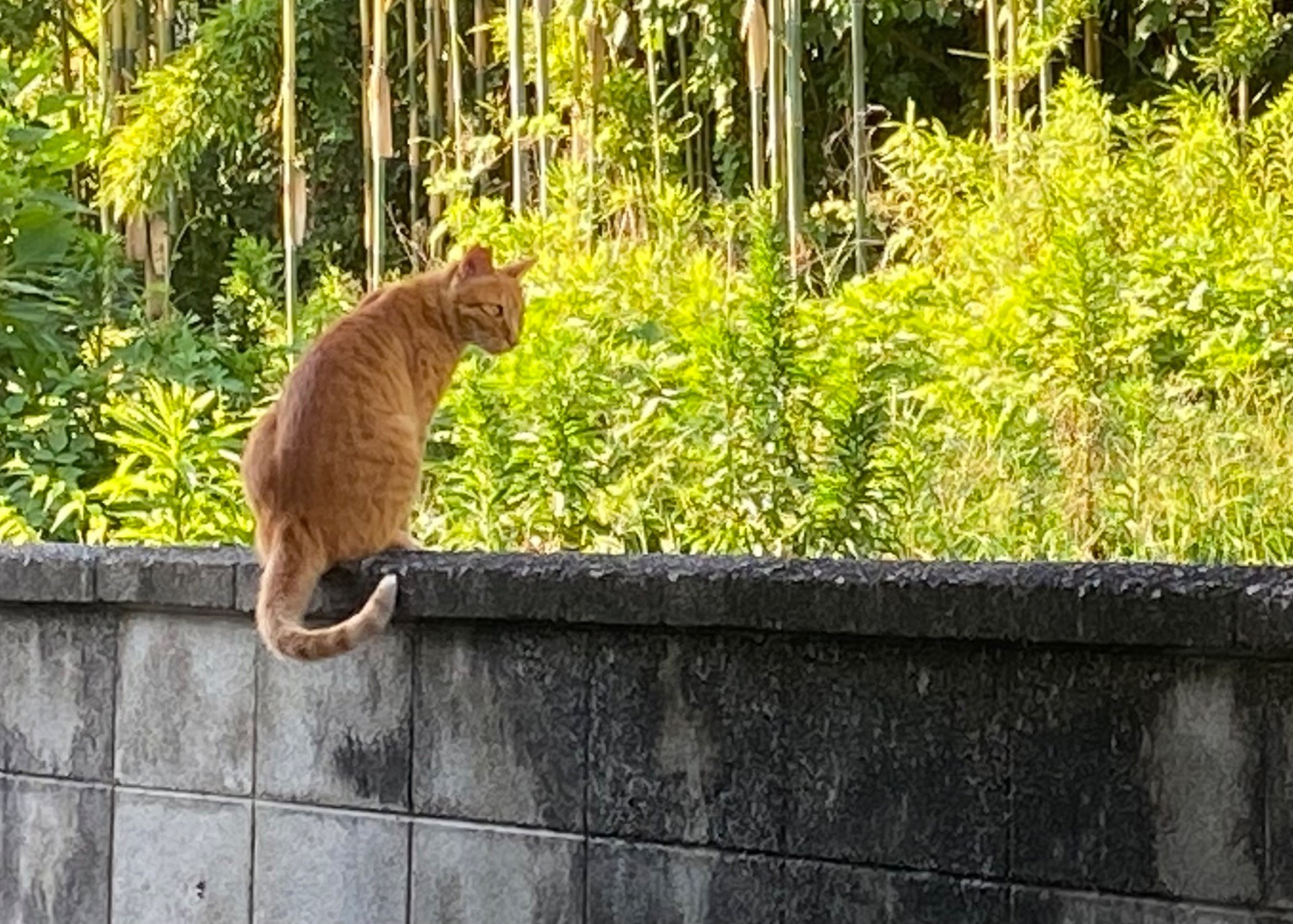 お散歩