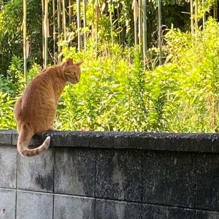 お散歩