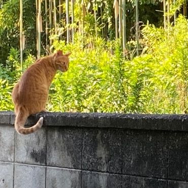 お散歩