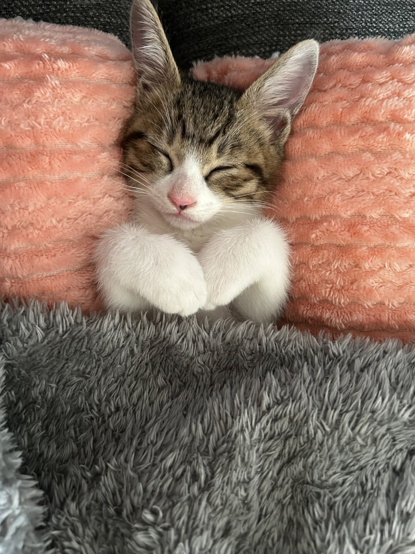 しあわせにゃん