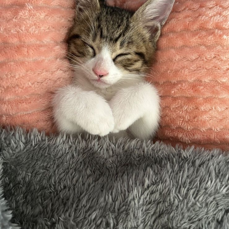 しあわせにゃん