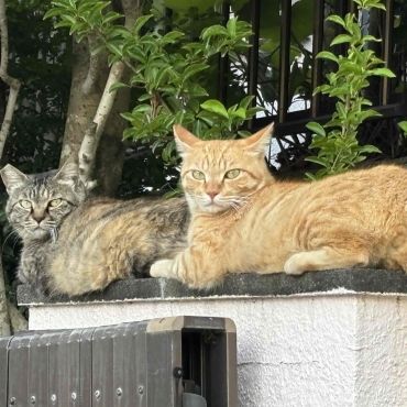 くつろぎの大切な時間