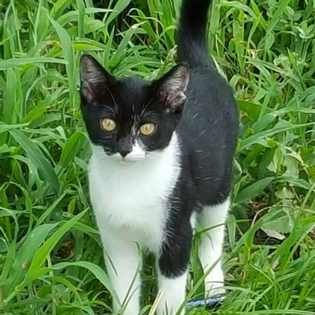 僕は、猫のバットマン