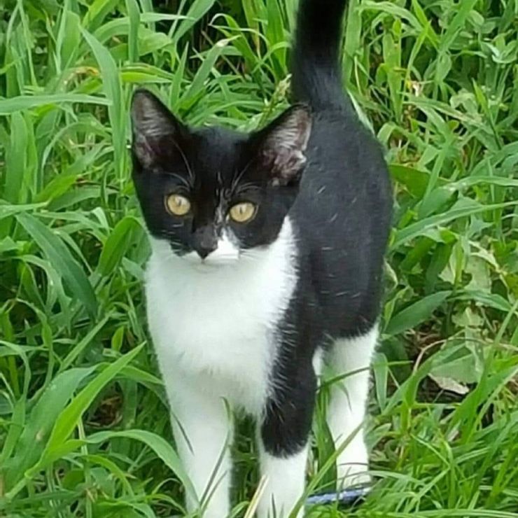 僕は、猫のバットマン