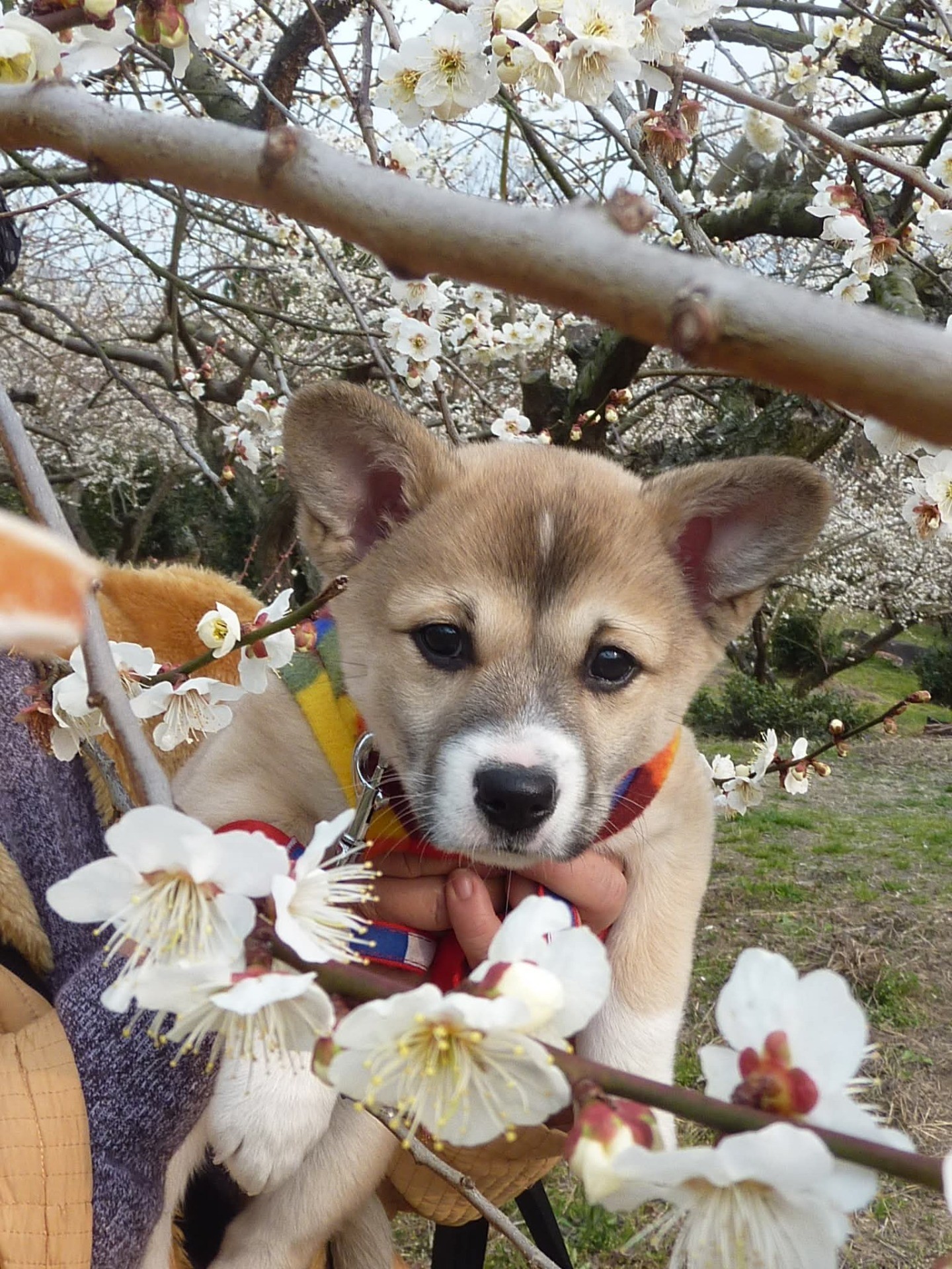 ハナちゃんと初めてのお花見。