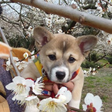 ハナちゃんと初めてのお花見。