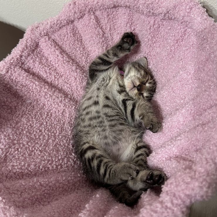 お腹を出して眠る幸せ