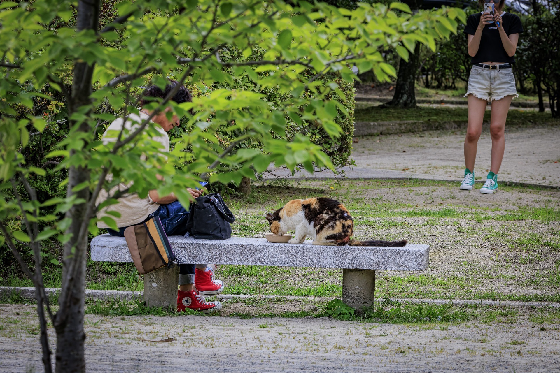 公園のアイドル