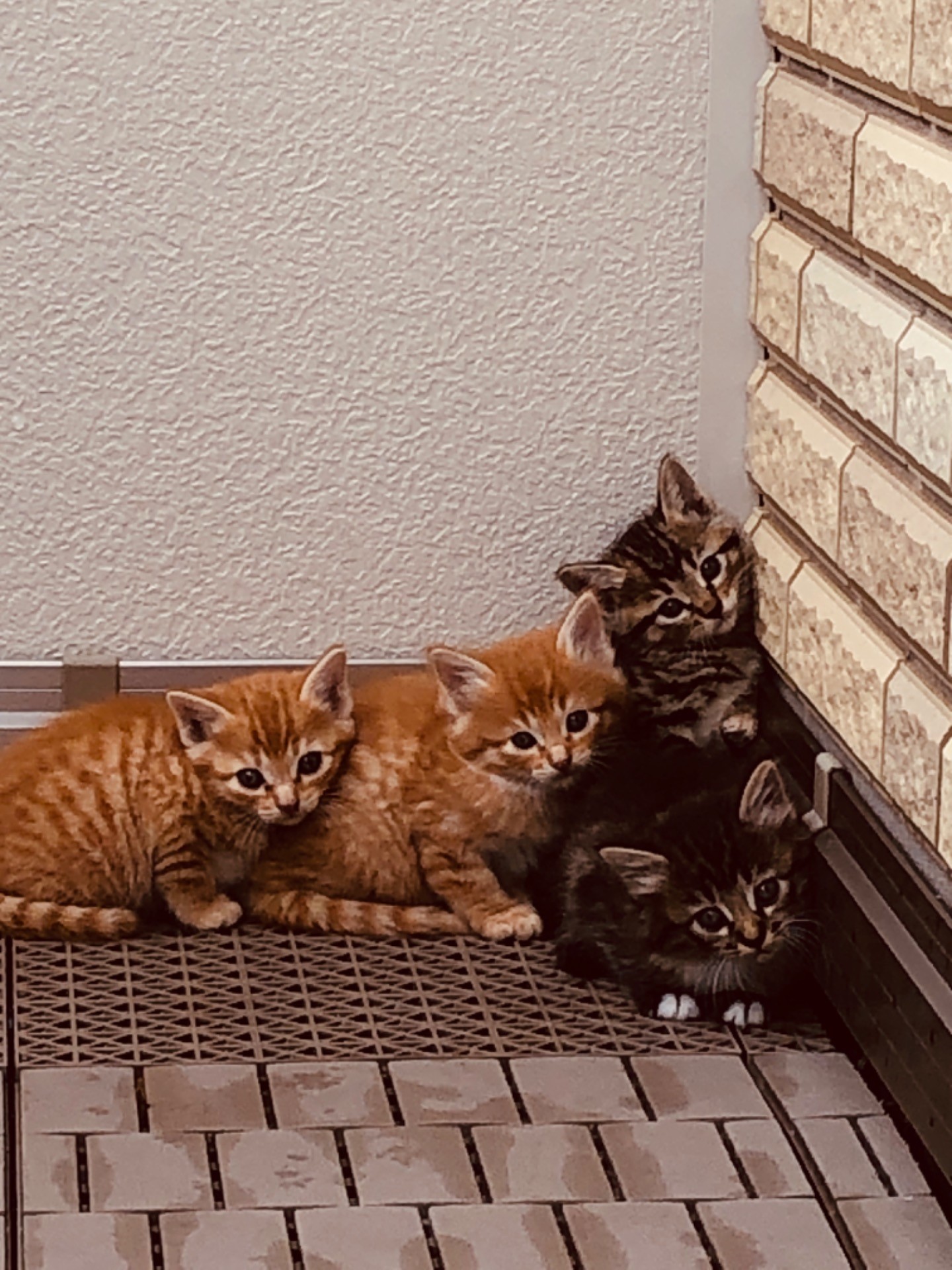 いのちつないだ！