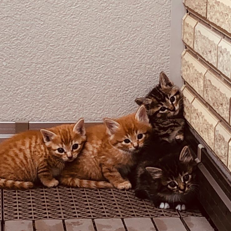 いのちつないだ！