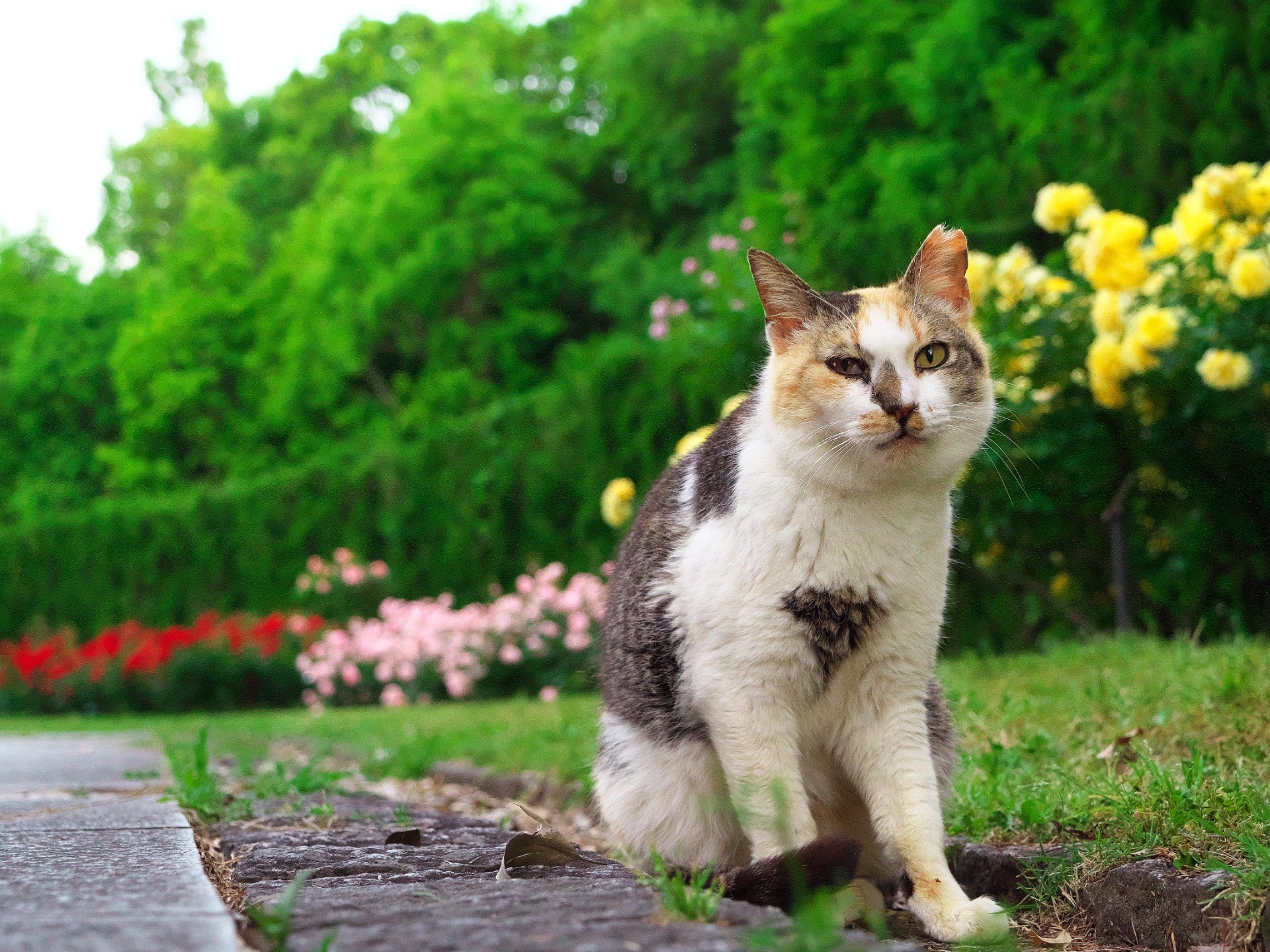 猫格者