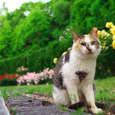 猫格者
