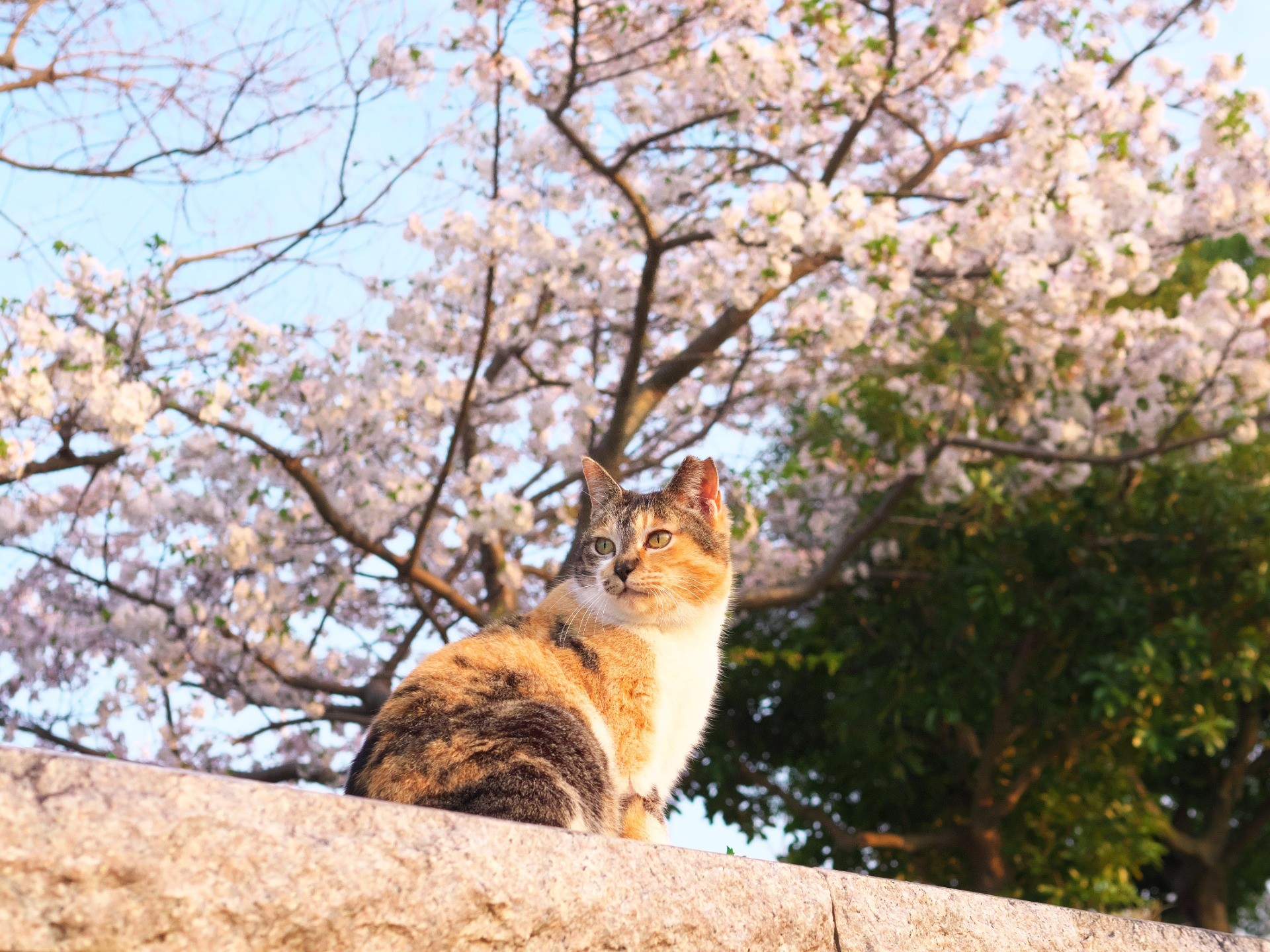春が来た！