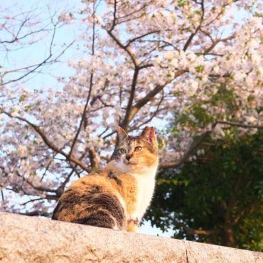 春が来た！