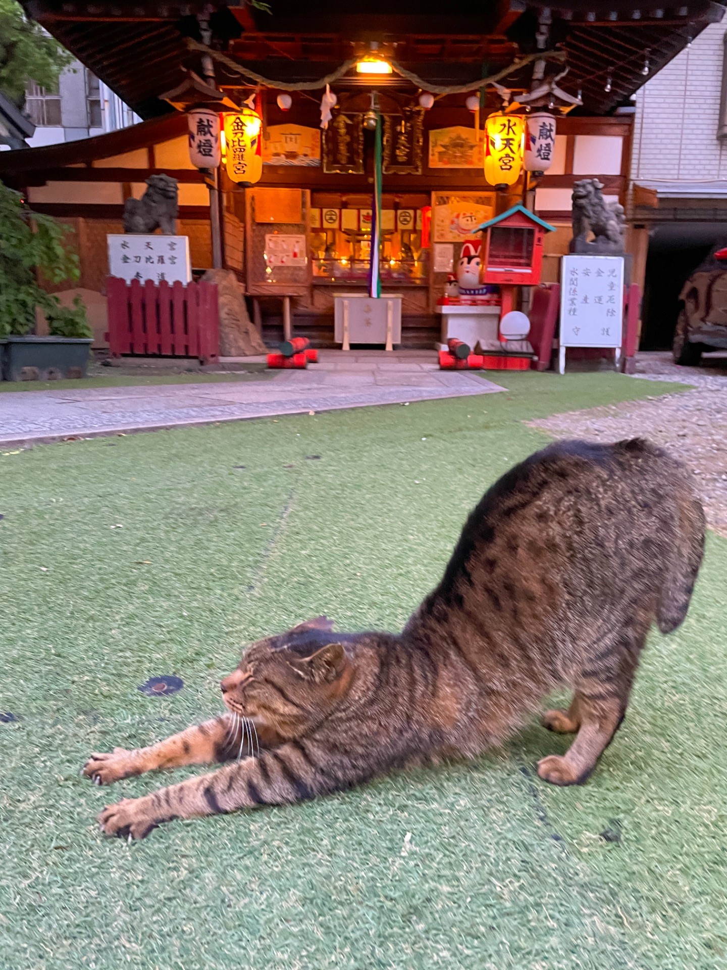 神社の看板猫