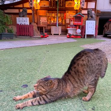 神社の看板猫