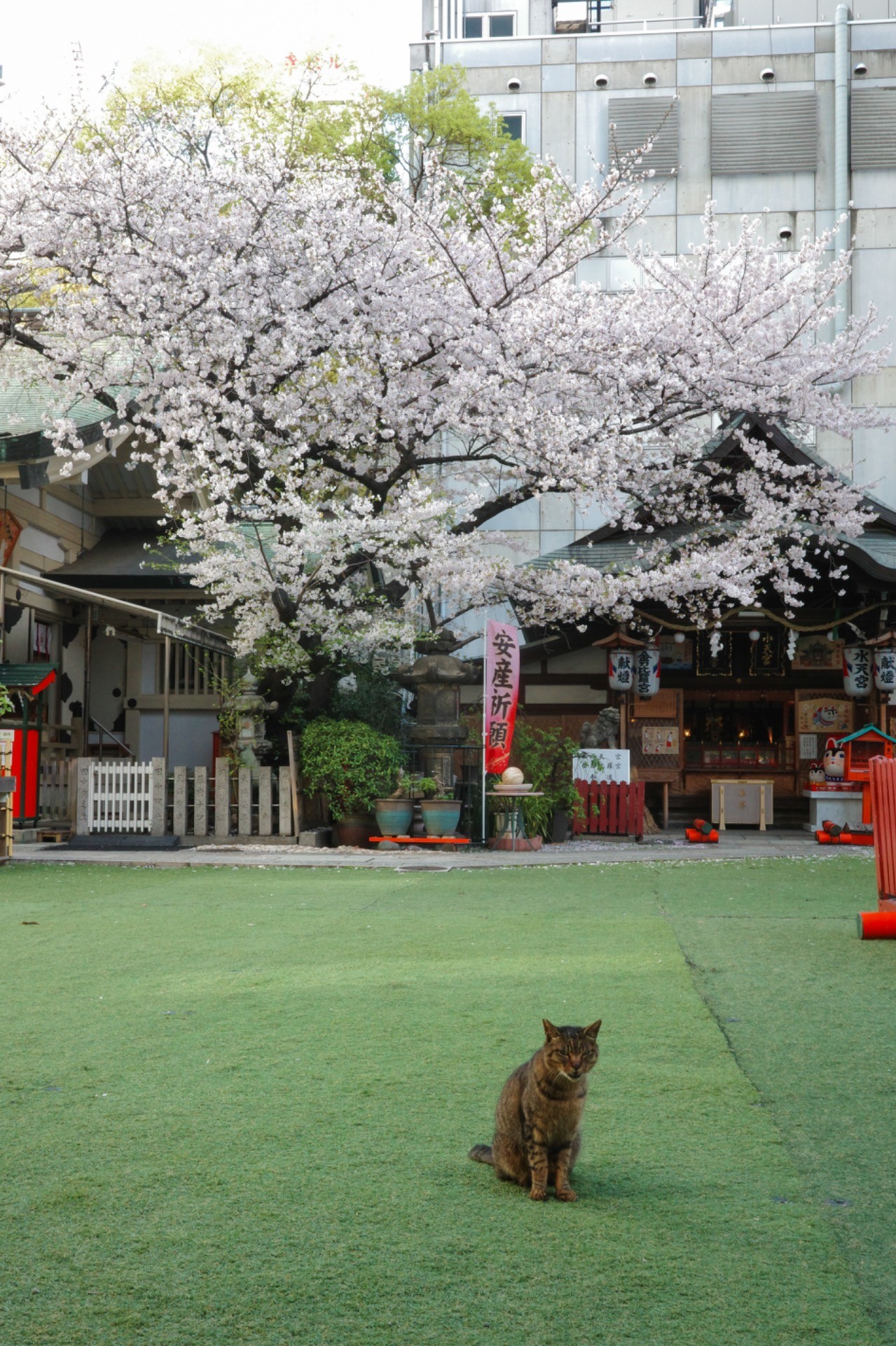 満開の桜を独り占め